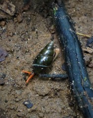 Zoniferella albobalteata