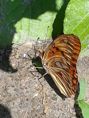 Dione vanillae vanillae