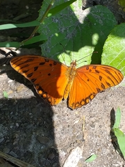 Dione vanillae vanillae