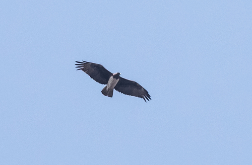 Martial Eagle