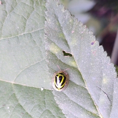 Coptocycla ruficornis