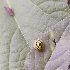 Coptocycla ruficornis