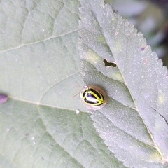 Coptocycla ruficornis