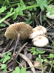 Marasmius wynneae