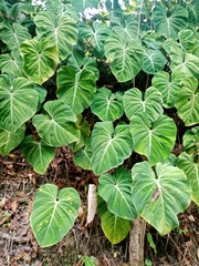 Philodendron gloriosum