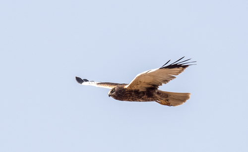 Eurasian Marsh Harrier