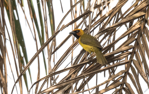 Olive-naped Weaver