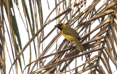 Ploceus brachypterus
