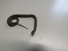 Storeria hidalgoensis