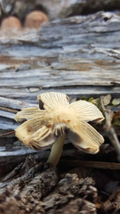 Coprinellus arenicola