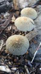 Coprinellus arenicola