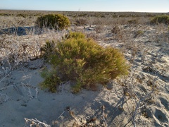 Xylothamia diffusa