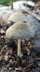 Coprinellus arenicola