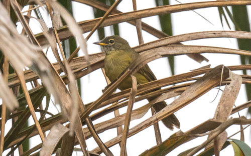 Gray Greenbul