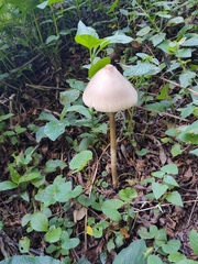 Macrolepiota capelariae