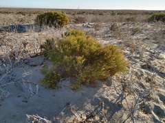 Xylothamia diffusa
