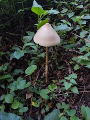 Macrolepiota capelariae