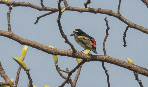 Red-rumped Tinkerbird