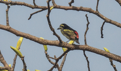 Pogoniulus atroflavus
