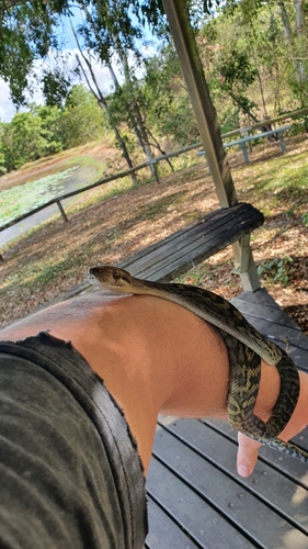 Australian Scrub Python sighting