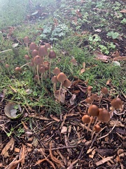 Fungi