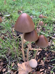 Fungi