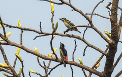 Pogoniulus atroflavus