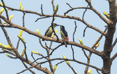 Pogoniulus atroflavus