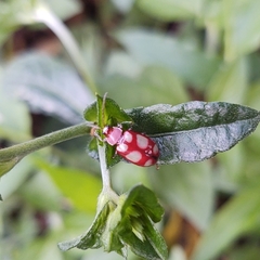 Omophoita sexnotata