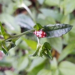 Omophoita sexnotata
