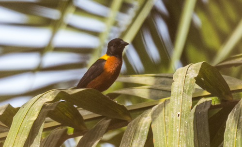 Yellow-mantled Weaver