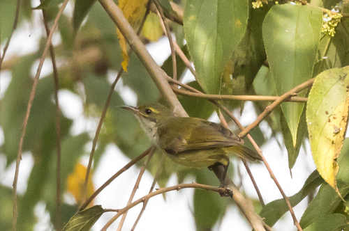 Collared Sunbird