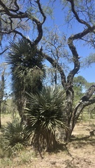 Trithrinax campestris