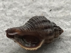 Urosalpinx cinerea image