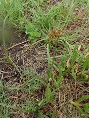 Cyperus brevis