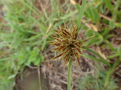 Cyperus brevis