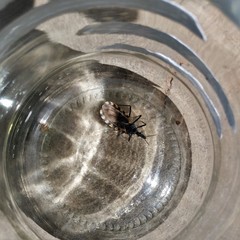 Triatoma patagonica