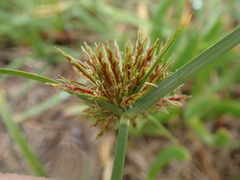 Cyperus brevis