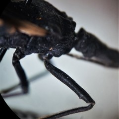 Triatoma patagonica