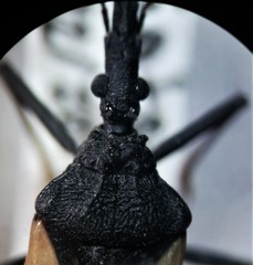 Triatoma patagonica