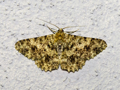 Racotis