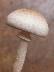 Leucoagaricus