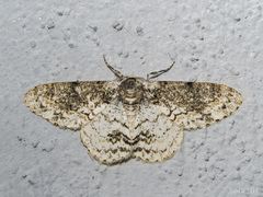 Iulotrichia decursaria