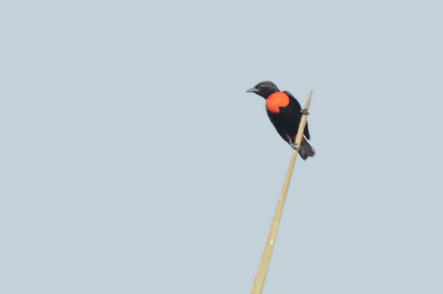 Red-vented Malimbe
