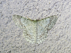 Pingasa chlora