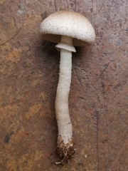 Leucoagaricus