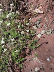 Antennaria virginica