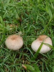 Leucoagaricus