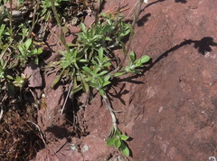 Antennaria virginica