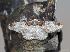 Amraica solivagaria